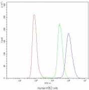 Flow cytometry testing of human K562 cells with NFAT4 antibody at 1ug/10^6 cells (blocked with goat sera); Red=cells alone, Green=isotype control, Blue=NFAT4 antibody.
