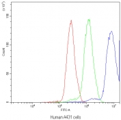 Flow cytometry testing of human A431 cells with NFAT4 antibody at 1ug/10^6 cells (blocked with goat sera); Red=cells alone, Green=isotype control, Blue=NFAT4 antibody.