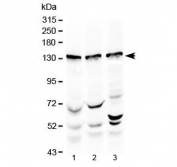 Western blot testing of 1) rat testis, 2) mouse testis and 3) human HeLa lysate with Exportin-5 antibody at 0.5ug/ml. Predicted molecular weight ~136 kDa.