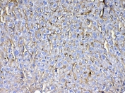 IHC testing of FFPE mouse liver tissue with CD105 antibody at 1ug/ml. Required HIER: steam section in pH6 citrate buffer for 20 min and allow to cool prior to testing.