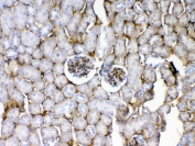 IHC testing of FFPE mouse kidney tissue with CD105 antibody at 1ug/ml. Required HIER: steam section in pH6 citrate buffer for 20 min and allow to cool prior to testing.