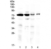 Western blot testing of 1) rat brain, 2) mouse brain, 3) human HeLa and 4) human U-2 OS lysate with IBSP antibody at 0.5ug/ml. Expected molecular weight: 35~70 kDa depending on glycosylation level.