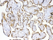 IHC testing of FFPE human placental tissue with Cyclophilin B antibody at 1ug/ml. Required HIER: steam section in pH6 citrate buffer for 20 min and allow to cool prior to testing.