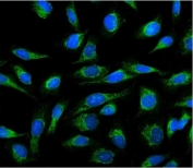 Immunofluorescent staining of FFPE human U-2 OS cells with Cyclophilin B antibody (green) and DAPI nuclear stain (blue). HIER: steam section in pH6 citrate buffer for 20 min.