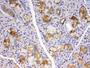 IHC testing of FFPE rat thyroid gland tissue with Cyclophilin B antibody at 1ug/ml. Required HIER: steam section in pH6 citrate buffer for 20 min and allow to cool prior to testing.