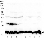 Western blot testing of 1) human placenta, 2) human U-87MG, 3) human HeLa, 4) mouse HEPA1-6, 5) rat PC-12, 6) rat RH35, 7) mouse NIH3T3 and 8) mouse SP20 lysate with Cyclophilin B antibody at 0.5ug/ml. Expected molecular weight: 19-23 kDa.