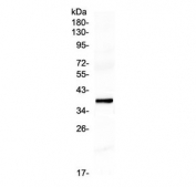 Western blot testing of human placental lysate with MAF1 antibody at 0.5ug/ml. Predicted molecular weight ~38 kDa.