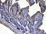 IHC testing of FFPE mouse intestine tissue with Cytochrome C antibody at 1ug/ml. Required HIER: steam section in pH6 citrate buffer for 20 min and allow to cool prior to testing.