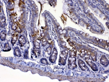 IHC testing of FFPE rat intestine tissue with Cytochrome C antibody at 1ug/ml. Required HIER: steam section in pH6 citrate buffer for 20 min and allow to cool prior to testing.