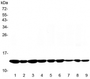 Western blot testing of 1) rat brain, 2) rat heart, 3) mouse brain, 4) mouse heart and human 5) HeLa, 6) MCF7, 7) 293T, 8) HepG2 and 9) Jurkat lysate with Cytochrome C antibody at 0.5ug/ml. Predicted molecular weight: 12~14 kDa.