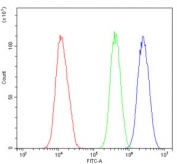 Flow cytometry testing of human U-2 OS cells with MED15 antibody at 1ug/million cells (blocked with goat sera); Red=cells alone, Green=isotype control, Blue= MED15 antibody.