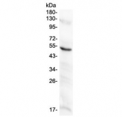 Western blot testing of human placental lysate with MMP10 antibody at 0.5ug/ml. Expected molecular weight ~54 kDa.