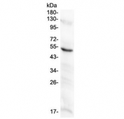 Western blot testing of human placental lysate with MMP10 antibody at 0.5ug/ml. Expected molecular weight ~54 kDa.