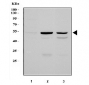 Western blot testing of 1) rat liver, 2) mouse liver and 3) human HepG2 lysate with PLIN1 antibody at 0.5ug/ml. Expected molecular weight: 56-62 kDa.