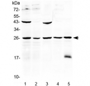 Western blot testing of human 1) HeLa, 2) MCF7, 3) HepG2, 4) A375 and 5) 22RV1 cell lysate with Noggin antibody at 0.5ug/ml. Predicted molecular weight ~26 kDa.