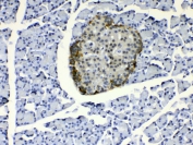 IHC testing of FFPE rat pancreas tissue with COPE antibody at 1ug/ml. Required HIER: steam section in pH6 citrate buffer for 20 min and allow to cool prior to testing.