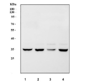Western blot testing of human 1) HeLa, 2) human MCF7, 3) human 293T and 4) human PC-3 cell lysate with COPE antibody at 0.5ug/ml. Predicted molecular weight ~34 kDa.