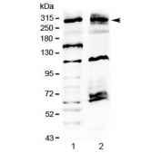 Western blot testing of human 1) U-2 OS and 2) MCF7 cell lysate with MED13 antibody at 0.5ug/ml. Predicted molecular weight ~239-250 kDa, observed here at ~300 kDa.
