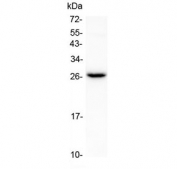 Western blot testing of mouse kidney tissue lysate with Flt3 ligand antibody at 0.5ug/ml. Predicted molecular weight ~26 kDa.