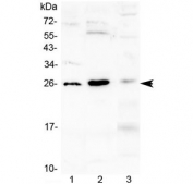 Western blot testing of 1) mouse kidney, 2) mouse spleen and 3) rat skeletal muscle tissue lysate with Flt3 ligand antibody at 0.5ug/ml. Predicted molecular weight ~26 kDa.