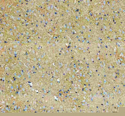 Immunohistochemical staining of FFPE rat brain tissue with TCP1 antibody, HRP-secondary and DAB substrate. HIER: boil tissue sections in pH8 EDTA for 20 min and allow to cool before testing.