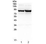 Western blot testing of 1) rat brain and 2) mouse brain lysate with GAT-1 antibody at 0.5ug/ml. Predicted molecular weight: 67~80 kDa depending on level of glycosylation.