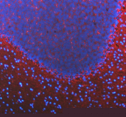 Immunofluorescent staining of FFPE mouse cerebellum tissue with GAT-1 antibody (red) and DAPI nuclear stain (blue). HIER: steam section in pH8 EDTA buffer for 20 min.