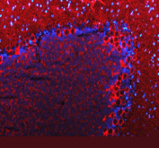 Immunofluorescent staining of FFPE rat cerebellum tissue with GAT-1 antibody (red) and DAPI nuclear stain (blue). HIER: steam section in pH8 EDTA buffer for 20 min.