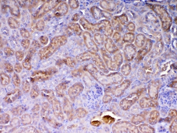 IHC testing of FFPE mouse kidney tissue with AMD1 antibody at 1ug/ml. Required HIER: steam section in pH6 citrate buffer for 20 min and allow to cool prior to testing.