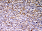 IHC testing of FFPE rat kidney tissue with AMD1 antibody at 1ug/ml. Required HIER: steam section in pH6 citrate buffer for 20 min and allow to cool prior to testing.