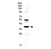 Western blot testing of human 22RV1 cell lysate with AMD1 antibody at 0.5ug/ml. Predicted molecular weight ~38 kDa.