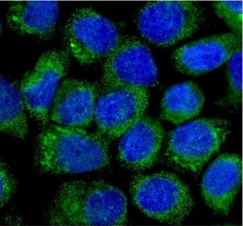Immunofluorescent staining of FFPE human A431 cells with CCN3 antibody (green) and DAPI nuclear stain (blue). HIER: steam section in pH6 citrate buffer for 20 min.
