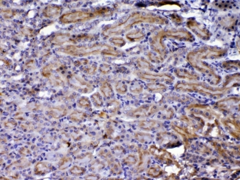IHC testing of FFPE rat kidney tissue with CCN3 antibody at 1ug/ml. Required HIER: steam section in pH6 citrate buffer for 20 min and allow to cool prior to testing.