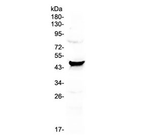 Western blot testing of human HeLa cell lysate with CCN3 antibody at 0.5ug/ml. Observed molecular weight: ~47 kDa (full), ~35 kDa (cleaved).