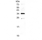 Western blot testing of rat spleen lysate with MED4 antibody at 0.5ug/ml. Predicted molecular weight ~30 kDa, commonly observed at 30-36 kDa.