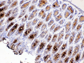 IHC testing of FFPE mouse stomach tissue with Tff2 antibody at 1ug/ml. Required HIER: steam section in pH6 citrate buffer for 20 min and allow to cool prior to testing.