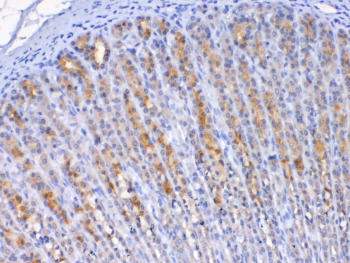IHC testing of FFPE rat stomach tissue with Tff2 antibody at 1ug/ml. Required HIER: steam section in pH6 citrate buffer for 20 min and allow to cool prior to testing.