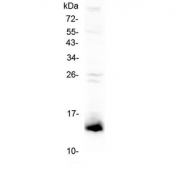 Western blot testing of mouse testis lysate with Tff2 antibody at 0.5ug/ml. Predicted molecular weight ~14 kDa.