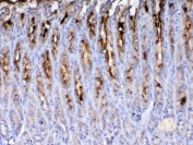 IHC testing of FFPE rat stomach tissue with Tff2 antibody at 1ug/ml. Required HIER: steam section in pH6 citrate buffer for 20 min and allow to cool prior to testing.