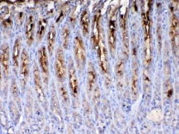 IHC testing of FFPE rat stomach tissue with Tff2 antibody at 1ug/ml. Required HIER: steam section in pH6 citrat