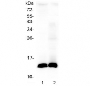 Western blot testing of 1) rat stomach and 2) mouse stomach lysate with Tff2 antibody at 0.5ug/ml. Predicted molecular weight ~14 kDa.