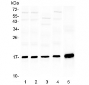 Western blot testing of 1) rat heart, 2) rat skeletal muscle, 3) rat testis, 4) mouse testis and 5) human A431 lysate with HSP20 antibody at 0.5ug/ml. Predicted molecular weight: 17-20 kDa.