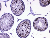 IHC testing of FFPE rat testis tissue with MED8 antibody at 1ug/ml. Required HIER: steam section in pH6 citrate buffer for 20 min and allow to cool prior to testing.