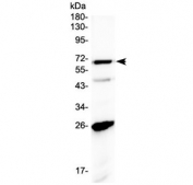 Western blot testing of human A431 cell lysate with SLC7A3 antibody at 0.5ug/ml. Predicted molecular weight ~67 kDa.