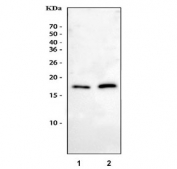Western blot testing of 1) rat brain and 2) mouse brain tissue lysate with Epigen antibody at 0.5ug/ml. Predicted molecular weight ~17 kDa.