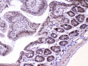 IHC testing of FFPE mouse small intestine tissue with MED18 antibody at 1ug/ml. Required HIER: steam section in pH6 citrate buffer for 20 min and allow to cool prior to testing.