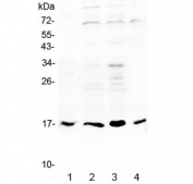 Western blot testing of 1) rat stomach, 2) human COLO320, 3) human HeLa and 4) human SGC-7901 lysate with IL-17B antibody at 0.5ug/ml. Expected molecular weight: 17-20 kDa depending on glylcosylation level.