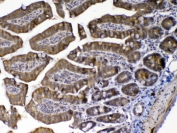 IHC testing of FFPE mouse small intestine tissue with MED9 antibody at 1ug/ml. Required HIER: steam section in pH6 citrate buffer for 20 min and allow to cool prior to testing.