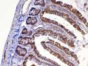 IHC testing of FFPE rat small intestine tissue with MED9 antibody at 1ug/ml. Required HIER: steam section in pH6 citrate buffer for 20 min and allow to cool prior to testing.