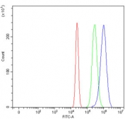 Flow cytometry testing of human U-2 OS cells with Bcl-2 antibody at 1ug/million cells (blocked with goat sera); Red=cells alone, Green=isotype control, Blue= CD59 antibody.